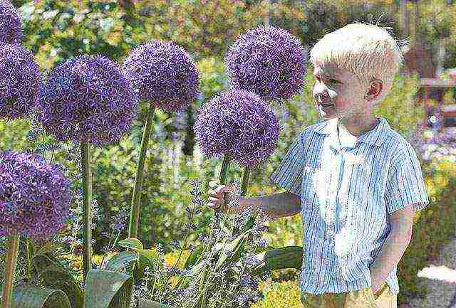 decorative bow planting and care in the open field in the Urals