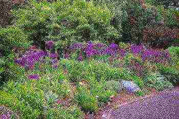 decorative bow planting and care in the open field in the Urals