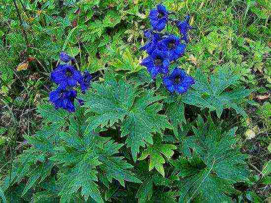 delphinium pinakamahusay na mga pagkakaiba-iba