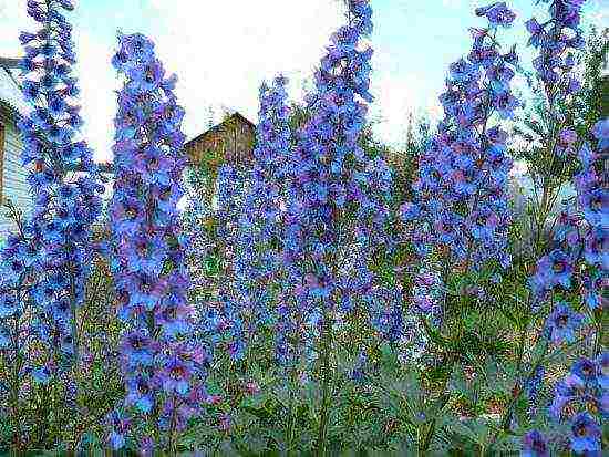 delphinium best varieties