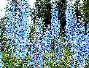 delphinium planting and care in the open field in the Urals