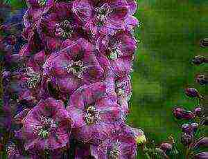 delphinium planting and care in the open field in the Urals