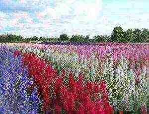 delphinium planting and care in the open field in the Urals