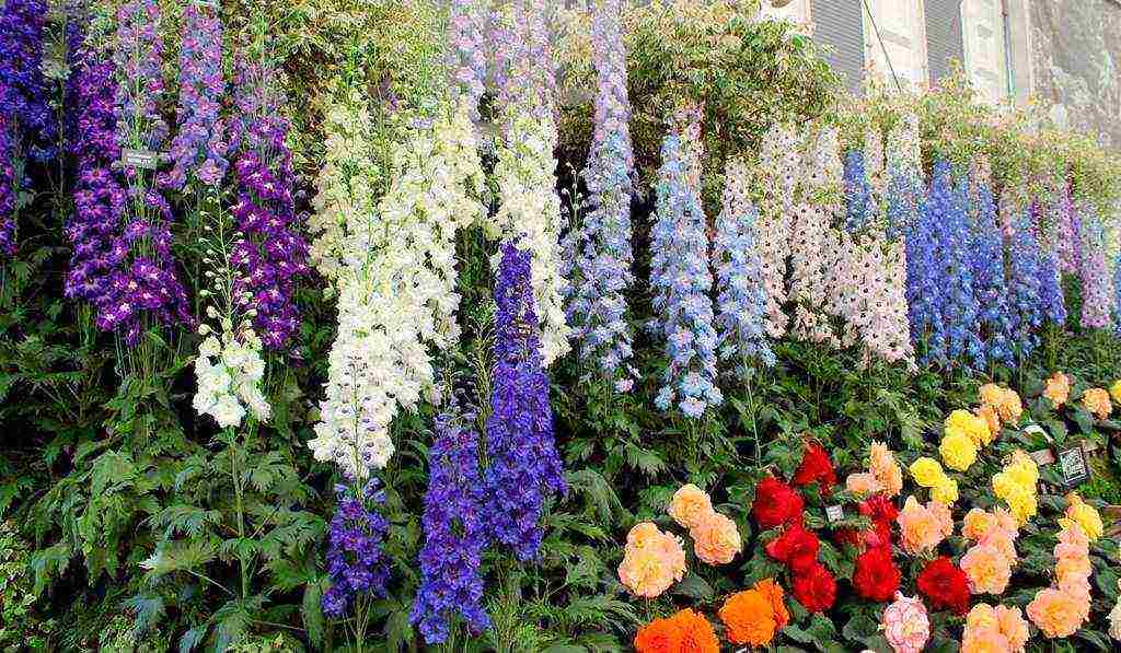 delphinium planting and care in the open field in the Urals