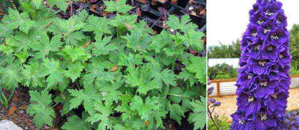 delphinium planting and care in the open field in the Urals