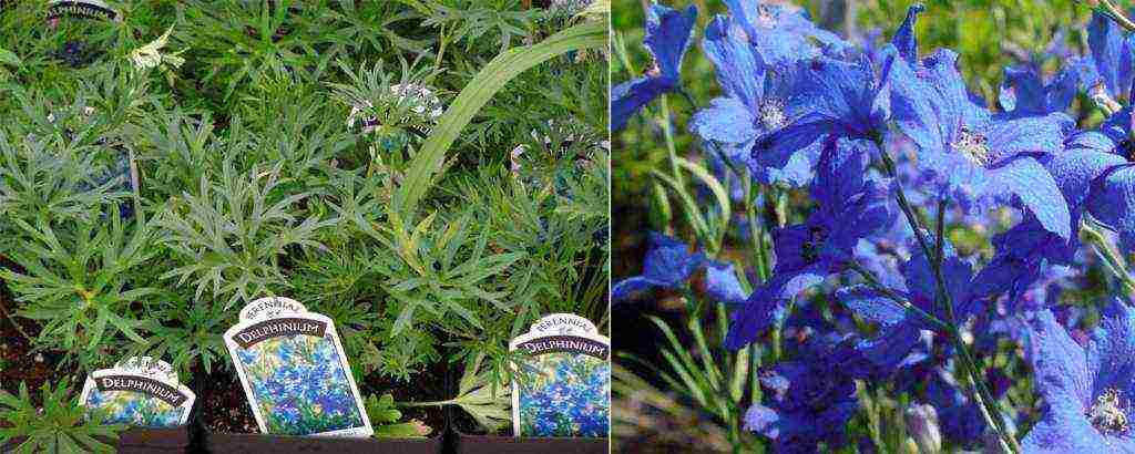 delphinium planting and care in the open field in the Urals