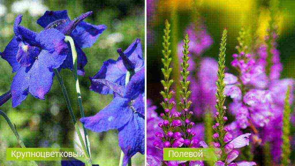 delphinium planting and care in the open field in the Urals