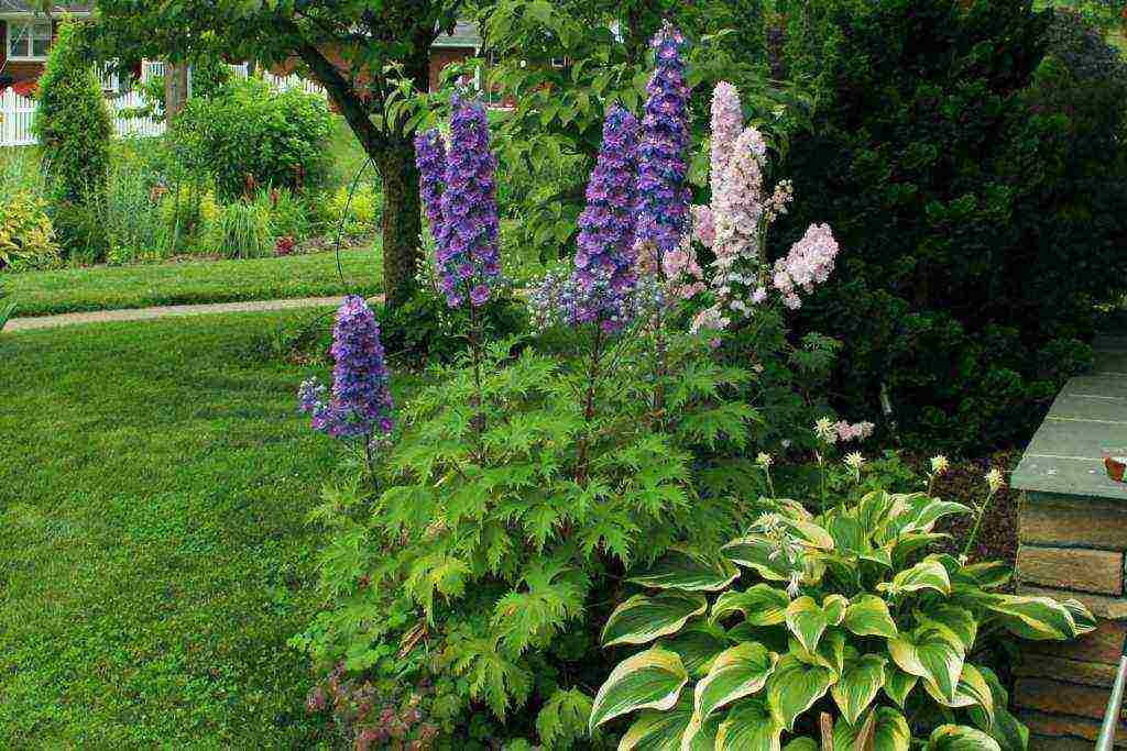 delphinium planting and care in the open field in the Urals