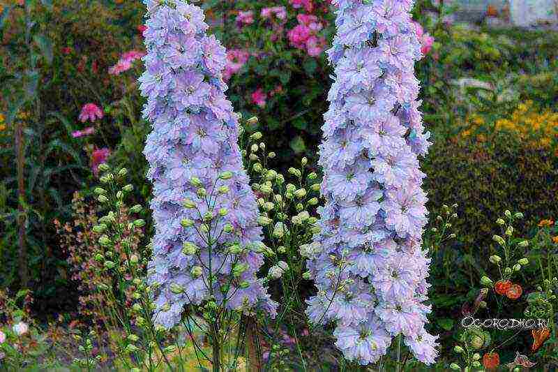 pagtatanim at pangangalaga ng delphinium sa bukas na bukid sa mga Ural