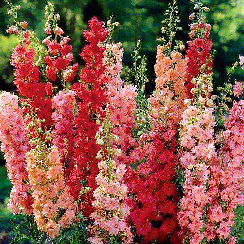 pagtatanim at pangangalaga ng delphinium sa bukas na bukid sa mga Ural