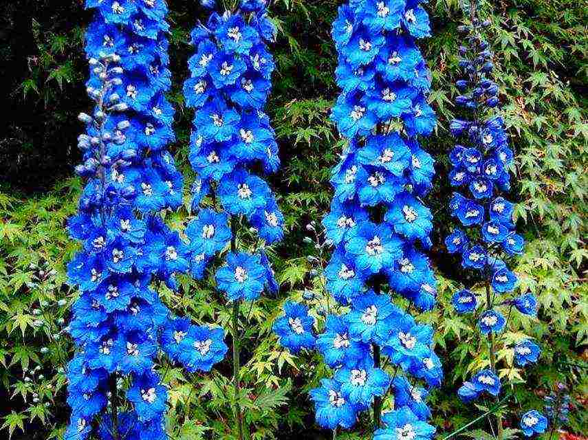 delphinium planting and care in the open field in the Urals