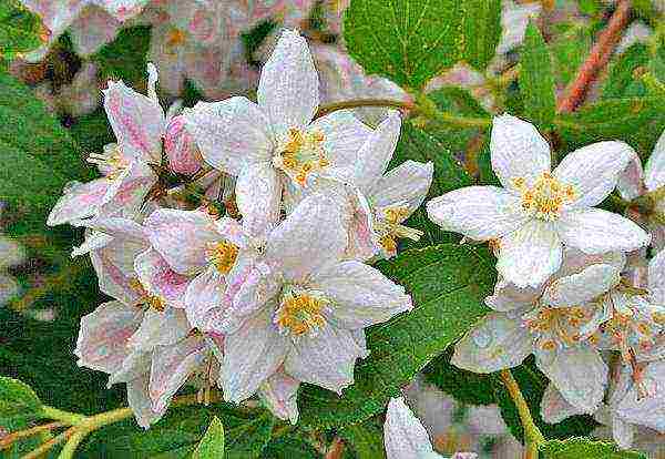 action strawberry meadow planting and care in the open field