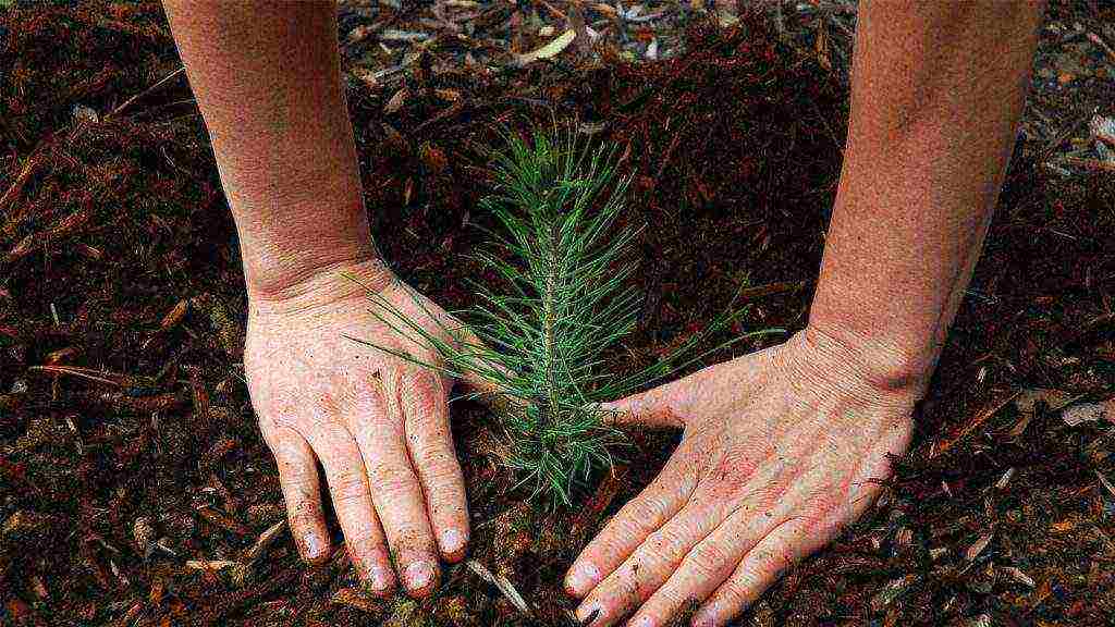 pine seedlings were prepared for planting in open ground