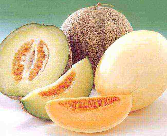 melon best varieties