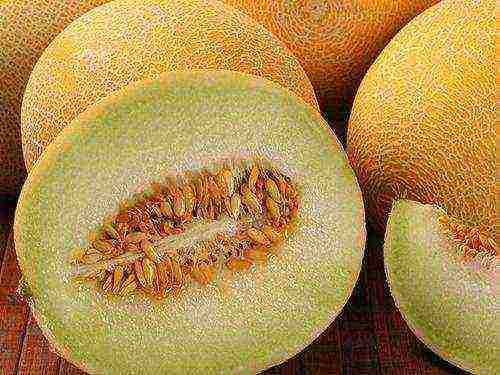 melon best varieties