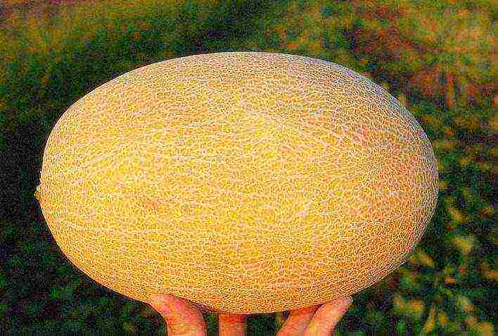 melon best varieties