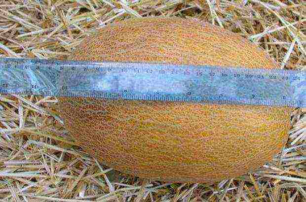 melon best varieties