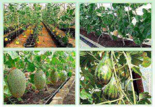 melon best varieties