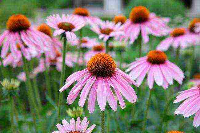 echinacea best varieties