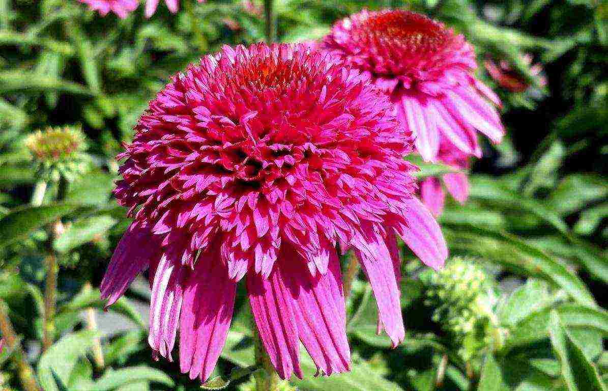 echinacea pinakamahusay na mga pagkakaiba-iba