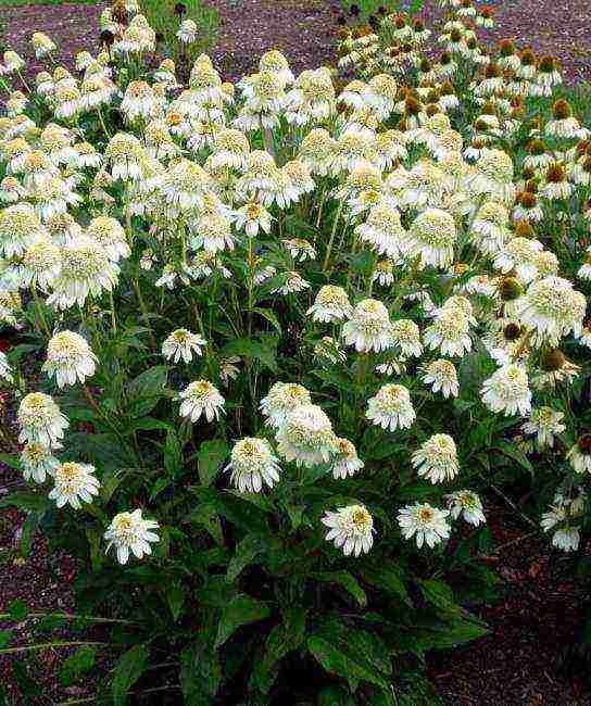 echinacea best varieties