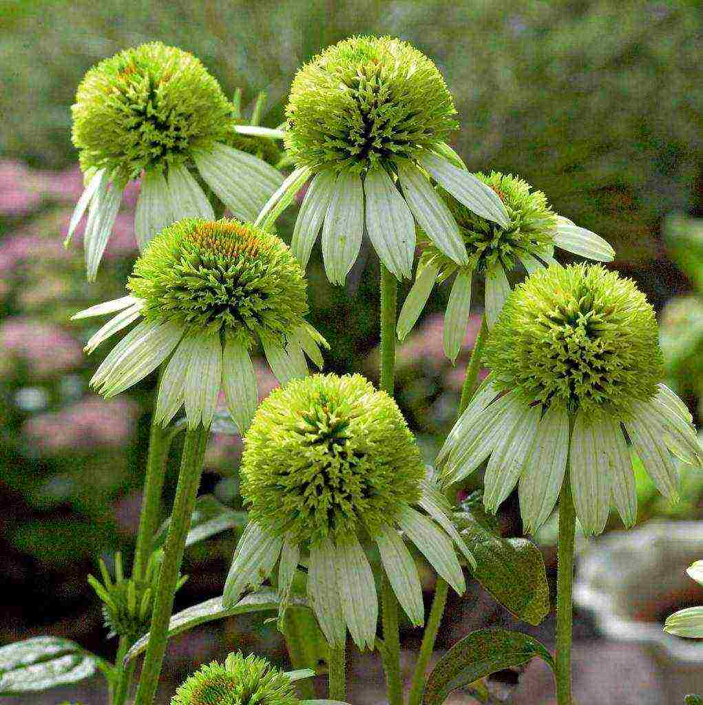 echinacea best varieties