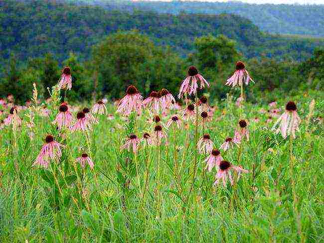 echinacea pinakamahusay na mga pagkakaiba-iba