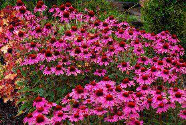 echinacea best varieties