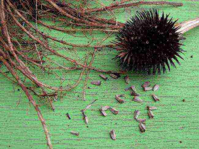 echinacea best varieties