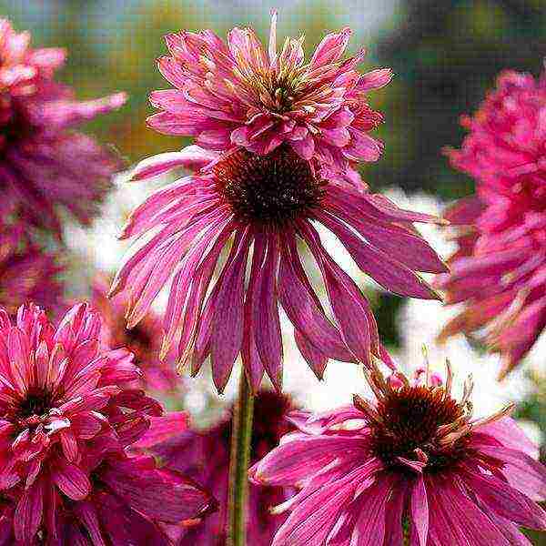echinacea best varieties