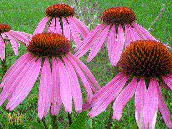 echinacea pinakamahusay na mga pagkakaiba-iba