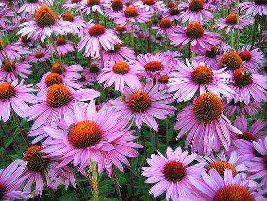 echinacea pinakamahusay na mga pagkakaiba-iba