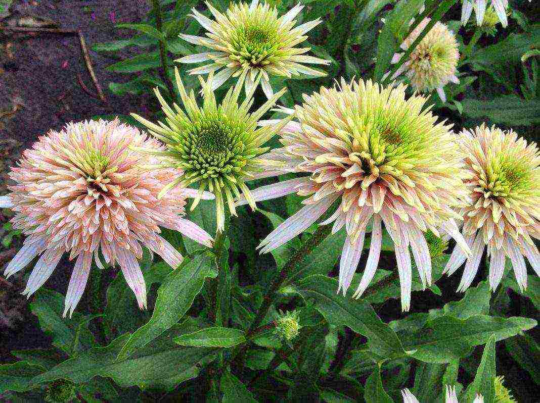 echinacea pinakamahusay na mga pagkakaiba-iba