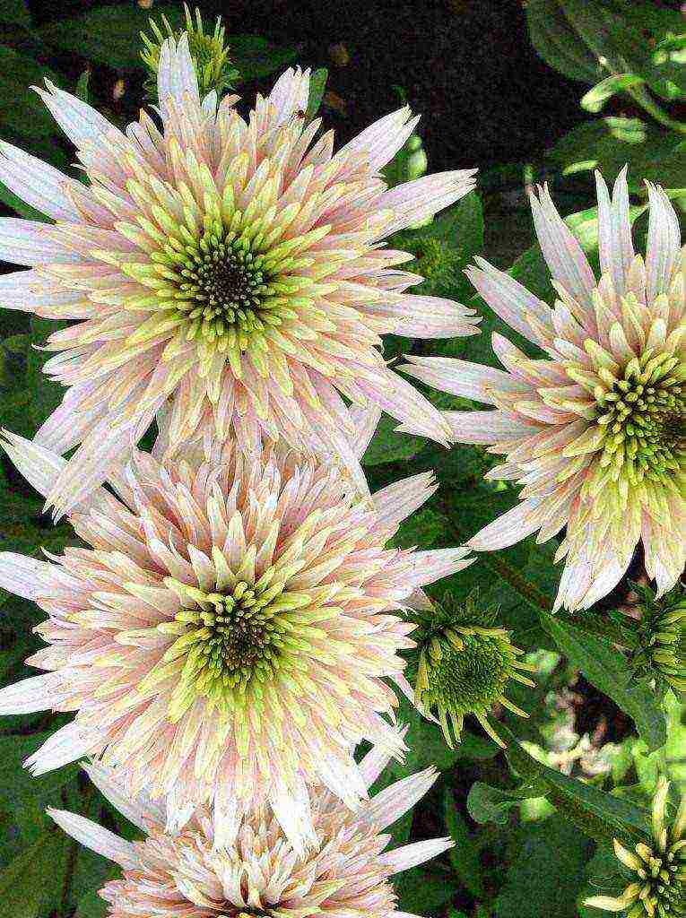 echinacea pinakamahusay na mga pagkakaiba-iba