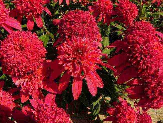 echinacea best varieties