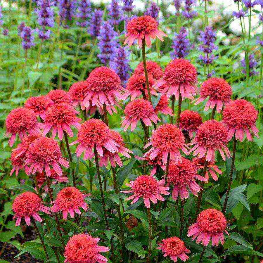 echinacea best varieties