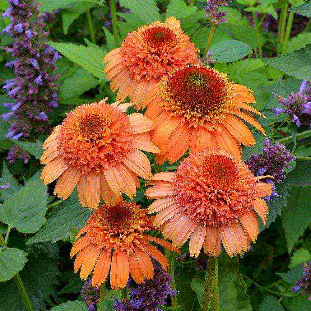 echinacea best varieties