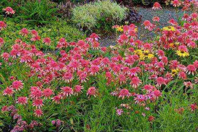 echinacea best varieties