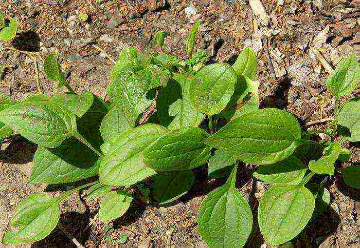 echinacea planting and care in the open field by seeds