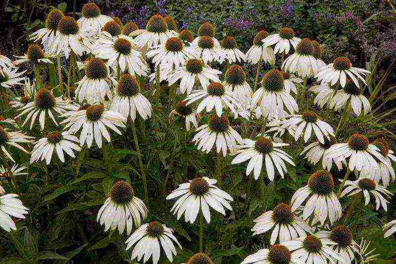 echinacea planting and care in the open field by seeds