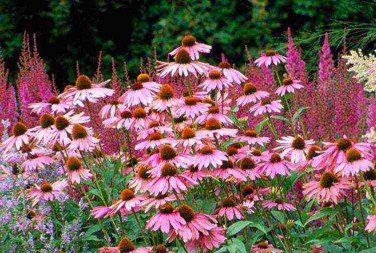 echinacea planting and care in the open field by seeds