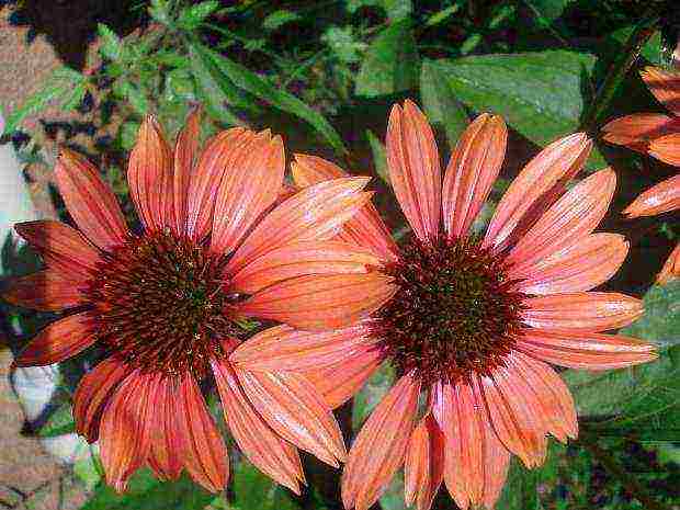 echinacea planting and care in the open field by seeds