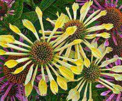 echinacea planting and care in the open field by seeds