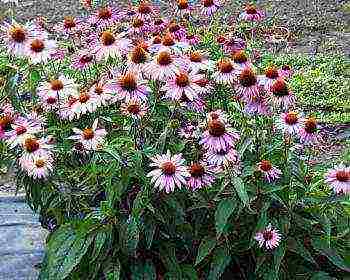 echinacea planting and care in the open field by seeds