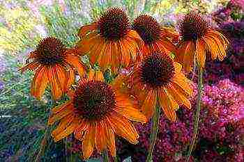 echinacea planting and care in the open field by seeds