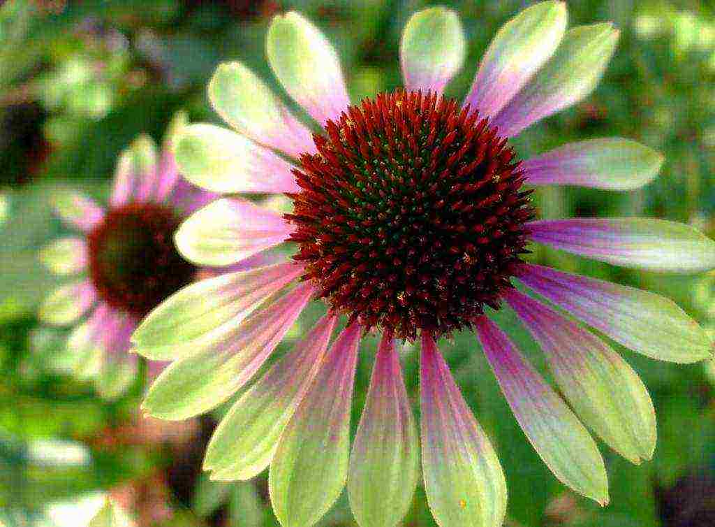 echinacea planting and care in the open field by seeds