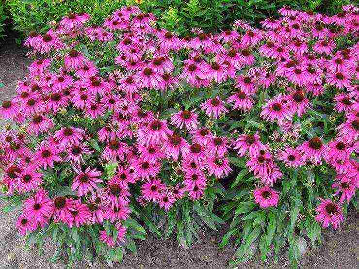 echinacea planting and care in the open field by seeds