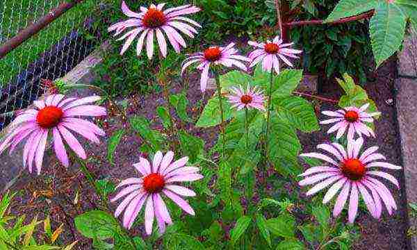 echinacea planting and care in the open field by seeds