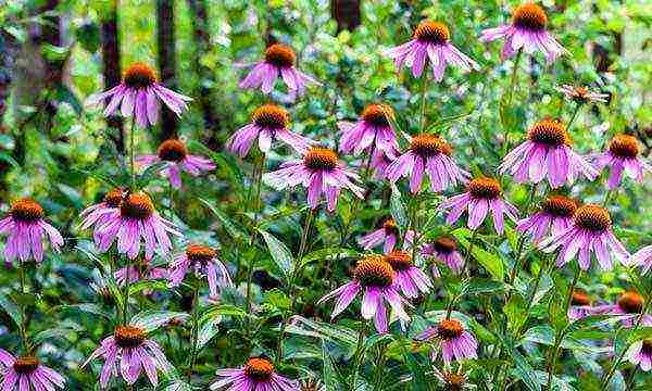 echinacea planting and care in the open field by seeds