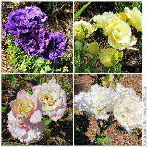 eustoma พันธุ์ที่ดีที่สุด